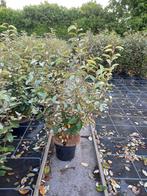 Elaeagnus ebbingei ca.100cm 9,95, Ophalen, Overige soorten, Minder dan 100 cm