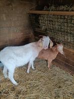 4 lieve (Boer) geiten, Dieren en Toebehoren, Schapen, Geiten en Varkens, Vrouwelijk, Geit, 0 tot 2 jaar