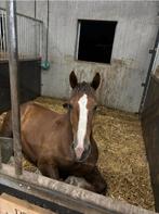 Paard te koop (Breton), Dieren en Toebehoren, Paarden, Ruin, Recreatiepaard, 3 tot 6 jaar