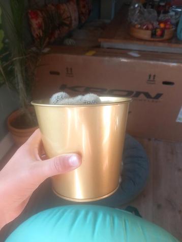 2 cactussen zonder bakje beschikbaar voor biedingen