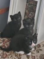 Kittens, Dieren en Toebehoren