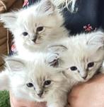 Prachtige ragdoll kittens met stamboom! 😻, Dieren en Toebehoren, Meerdere dieren, Gechipt, 0 tot 2 jaar