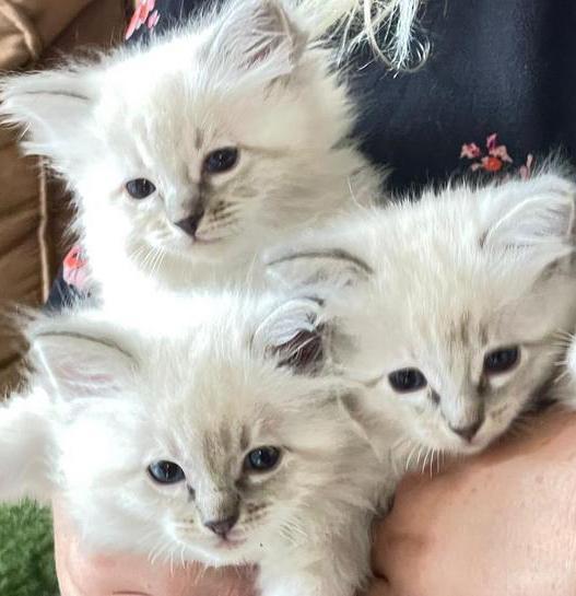 Prachtige ragdoll kittens met stamboom! 😻, Dieren en Toebehoren, Katten en Kittens | Raskatten | Langhaar, Meerdere dieren, 0 tot 2 jaar