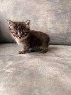 Kittens, Dieren en Toebehoren, Katten en Kittens | Overige Katten, Poes