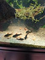 Mooie sterke Corydoras Venezuela  black, Vis