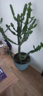 Grote cactus inclusief mooie sierpot circa 160 hoog, Huis en Inrichting, Kamerplanten, Ophalen