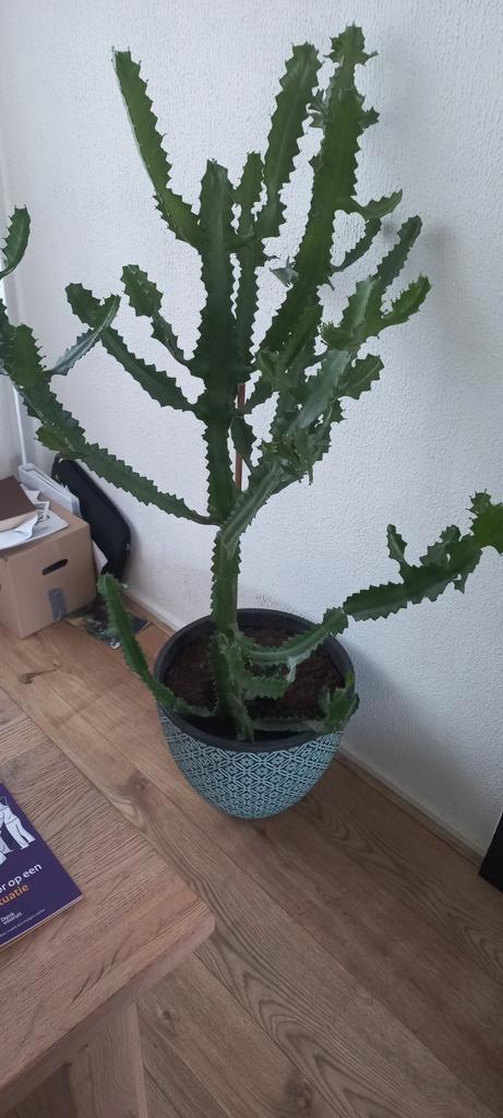Grote cactus inclusief mooie sierpot circa 160 hoog, Huis en Inrichting, Kamerplanten, Ophalen
