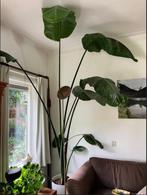 Enorme STRELITZIA ongeveer 3 meter!, Ophalen, 200 cm of meer, Overige soorten, In pot