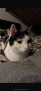 Huiskat opzoek naar nieuw huisje, Dieren en Toebehoren, Kater