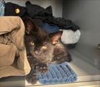 Kittens per direct te koop perzisch europese korthaar, Meerdere dieren, Kortharig, 0 tot 2 jaar