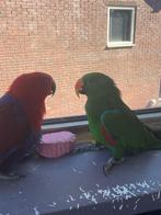 Koppel edelpapegaaien broedrijp gezond en geringd!., Dieren en Toebehoren, Meerdere dieren, Parkiet, Geringd