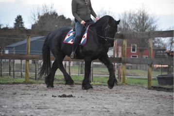 Te lease: Hendrik, een droom van een Fries! beschikbaar voor biedingen