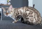 Bengaal dekkater, Dieren en Toebehoren, 3 tot 5 jaar