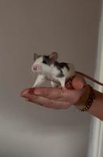 Tamme ratjes, vrouwlijk, Dieren en Toebehoren, Rat, Mannelijk, December, Tam