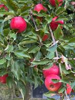 Oude Appelboom Dijkmans Zoet, Ophalen, Lente, Volle zon, Appelboom