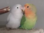 Agapornis Roseicollis dwergpapegaai koppel  te koop, Dieren en Toebehoren, Vogels | Parkieten en Papegaaien, Geslacht onbekend