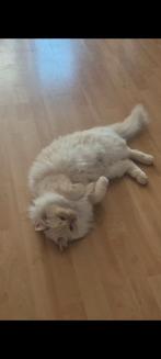 Ragdoll kat, Dieren en Toebehoren, Katten en Kittens | Raskatten | Langhaar, Kater, Ingeënt, 3 tot 5 jaar
