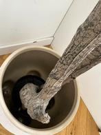 Mooie grote olijfboom, Tuin en Terras, Volle zon, Bloeit niet, Ophalen of Verzenden, 100 tot 250 cm