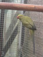 halsband parkiet pop, Dieren en Toebehoren, Vrouwelijk, Parkiet