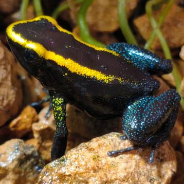 Phyllobates aurotaenia 'Goud', Tesoroslijn  beschikbaar voor biedingen