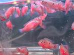 Juweelcichlide of Juweelvis (Hemichromis bimaculatus)., Karper of Koi