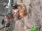 Trio wyandotte rood porselein te koop

Groot soort, Dieren en Toebehoren, Pluimvee