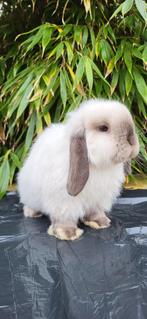 Mooie mini lop konijntje, Mannelijk, Klein, Hangoor, 0 tot 2 jaar