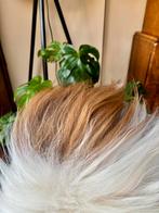 Witte IJslandse schapenvacht met bruine uniek plukje, Huis en Inrichting, Info@natuurvachten.nl, Nieuw, Ophalen of Verzenden, 2041VA