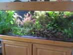 Aquarium met eiken kast en kap, Dieren en Toebehoren, Ophalen, Zo goed als nieuw, Leeg aquarium