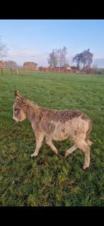 Twee ezel veulens bonte, Dieren en Toebehoren, Overige Dieren, Maart, Meerdere dieren