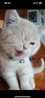 Liefdevolle en betrouwbare kattenoppas Velp en omstreken, Ophalen of Verzenden, Nieuw