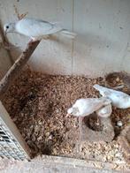 Witbonte tortelduiven, Meerdere dieren, Tropenvogel, Geringd