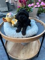 Toypoedel pups black en tan & zwart, Dieren en Toebehoren, Poedel, Rabiës (hondsdolheid), 8 tot 15 weken, Meerdere