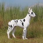 Great Dane beeld – Deense Dog- Lengte 124 cm, Ophalen, Nieuw, Overige typen