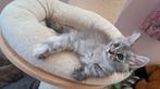 Maine coon kitten blue silver shaded, Poes