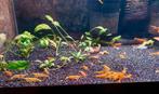 High Grade Neon Yellow Back Stripe Garnalen 🔥SALE🔥🦐💛, Dieren en Toebehoren, Vissen | Aquariumvissen, Kreeft, Krab of Garnaal
