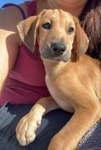 Hercules verblijft in Cyprus, Dieren en Toebehoren, Honden | Niet-rashonden, Particulier, Rabiës (hondsdolheid), 15 weken tot 1 jaar