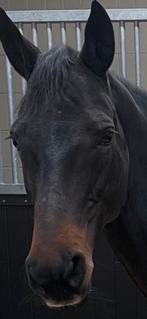 Gezocht: verzorgster paard, Dieren en Toebehoren, Stalling en Weidegang