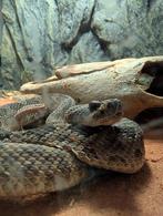 Crotalus Viridis Viridis (Prairie rattlesnake), Dieren en Toebehoren, Slang