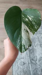 Monstera Variegata stek nr. 1, Ophalen, Overige soorten, Halfschaduw, In pot