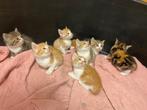 3 lieve poesjes kittens bristekhxEuropkh, Dieren en Toebehoren, Katten en Kittens | Overige Katten, Meerdere dieren