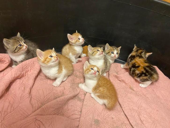 3 lieve poesjes kittens bristekhxEuropkh, Dieren en Toebehoren, Katten en Kittens | Overige Katten, Meerdere dieren