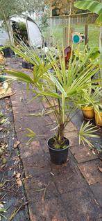 Trachycarpus fortunei, Tuin en Terras, Planten | Tuinplanten, Ophalen of Verzenden, Overige soorten, Volle zon