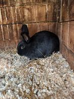 2 lieve konijntjes, Dieren en Toebehoren, Konijnen, Mannelijk, Middelgroot, 0 tot 2 jaar