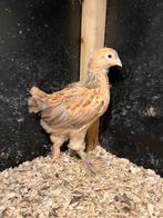 Brahma groot buff blauw hennen, Vrouwelijk, Kip