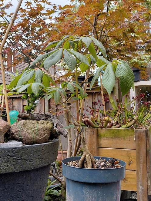 Aesculus pavia, Rode paardekastanje, Tuin en Terras, Planten | Bomen, Overige soorten, 100 tot 250 cm, Volle zon, Zomer, In pot