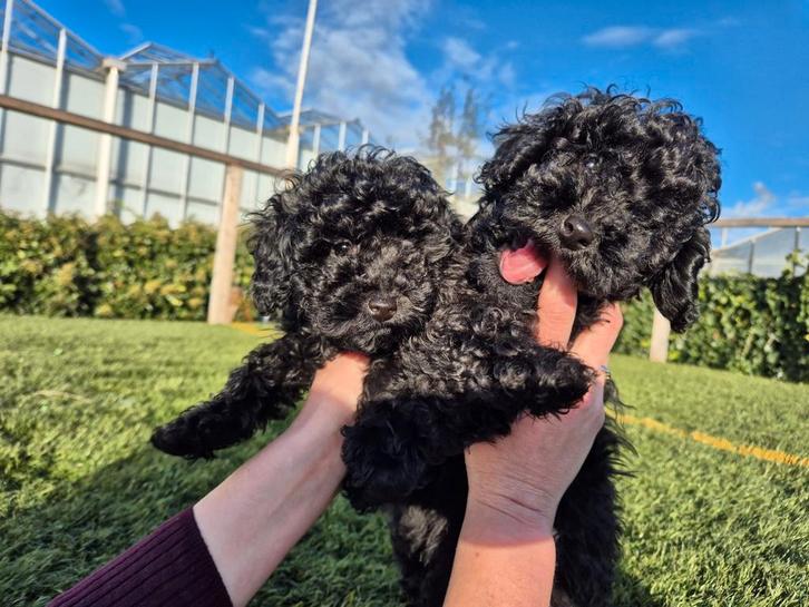 Mini toypoedel zwart, Dieren en Toebehoren, Honden | Chihuahua's en Gezelschapshonden, Meerdere dieren, Poedel, Particulier, Meerdere
