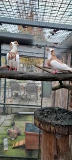 Te koop Felegyhazer, Dieren en Toebehoren, Vogels | Duiven, Meerdere dieren, Overige soorten