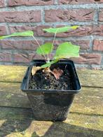 Te koop: meerdere jonge zaailingen  Liriondendron tulipifera, Tuin en Terras, Planten | Bomen, Ophalen, Volle zon, Overige soorten