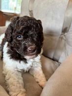 Mini Labradoodle pups, nog 1 reutje beschikbaar, wit/bruin, Dieren en Toebehoren, Honden | Retrievers, Spaniëls en Waterhonden